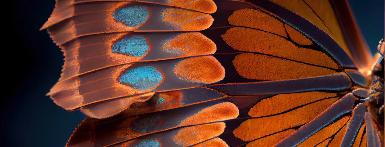Close-up of an orange and blue butterfly wing