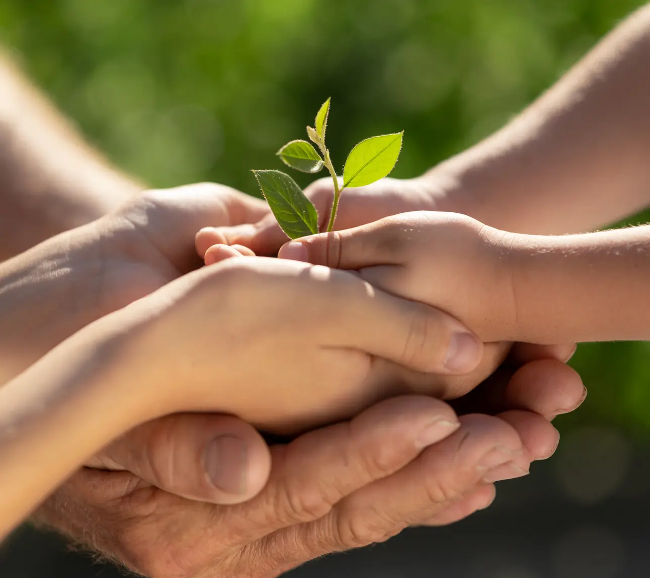 Hands holding a young plant